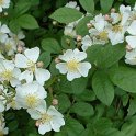 R_multiflora Nana_DM07